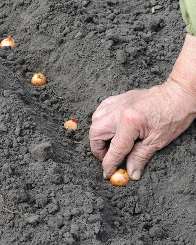 Récoltez vos légumes d'hiver et semez les légumes-fruits